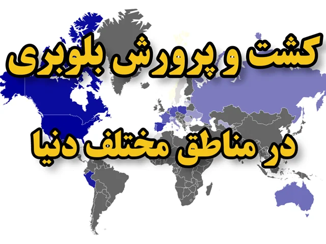 روشهای کشت و پرورش بلوبری در مناطق مختلف دنیا