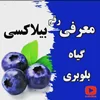 معرفی گیاه بلوبری رقم بیلاکسی
