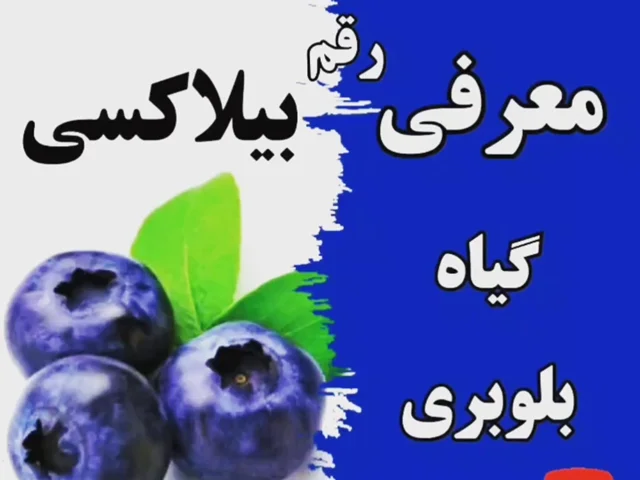معرفی گیاه بلوبری رقم بیلاکسی