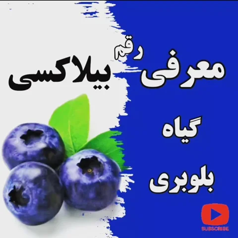 معرفی گیاه بلوبری رقم بیلاکسی