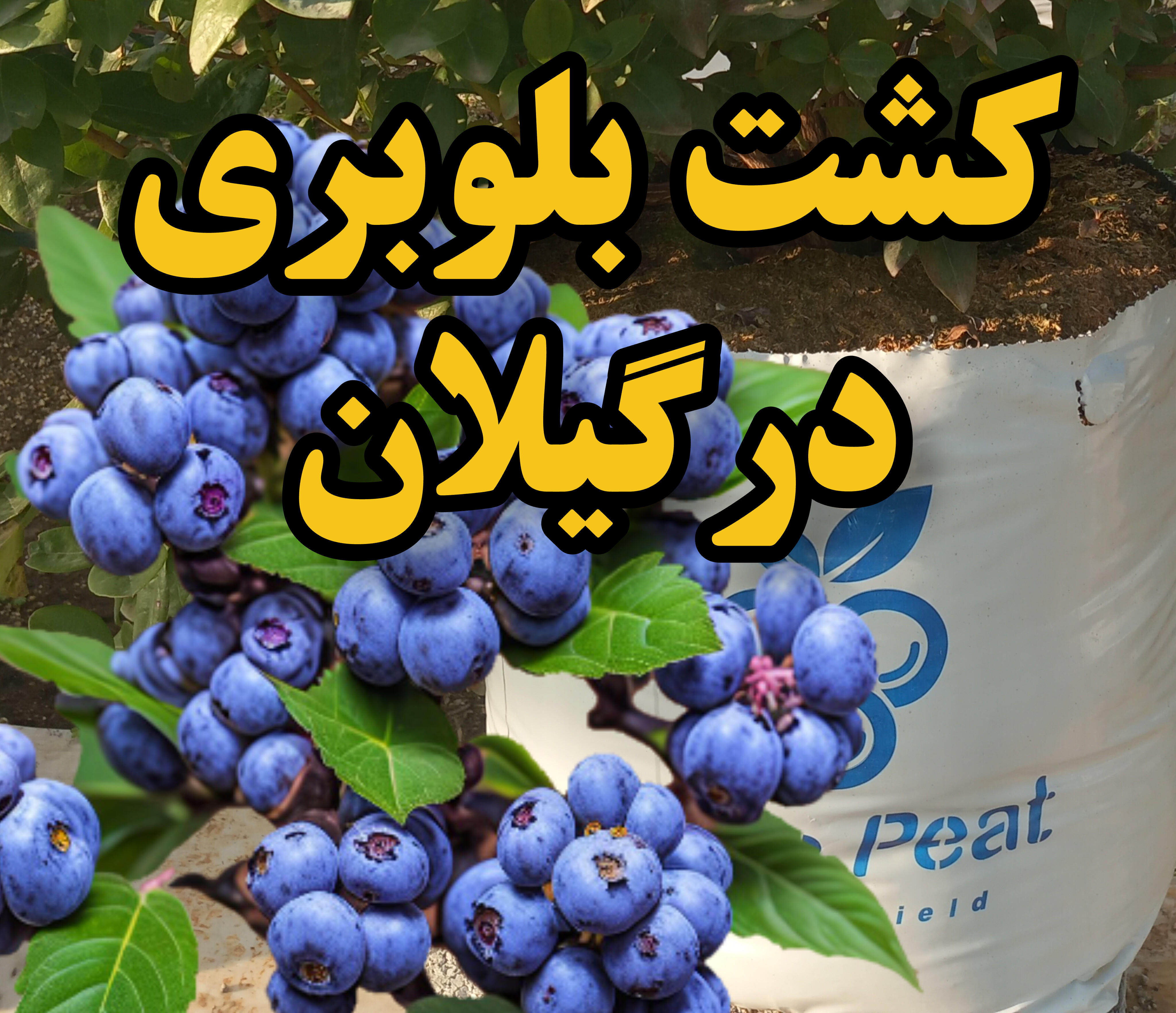 کاشت بلوبری در گیلان