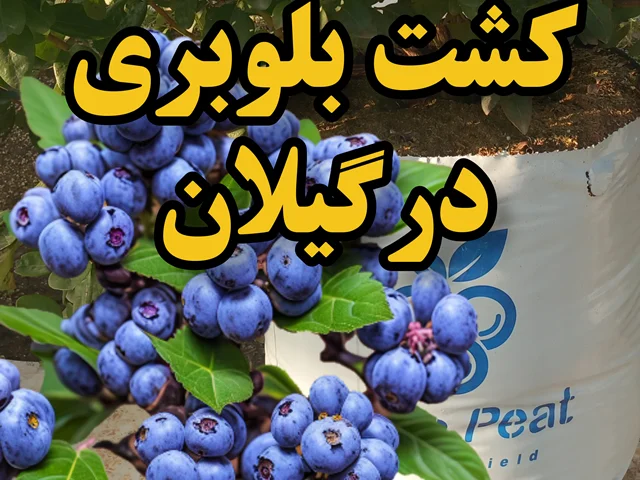 کاشت بلوبری در گیلان