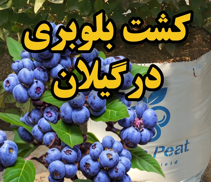 کاشت بلوبری در گیلان