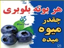 هر بوته بلوبری چقدر میوه میده ؟