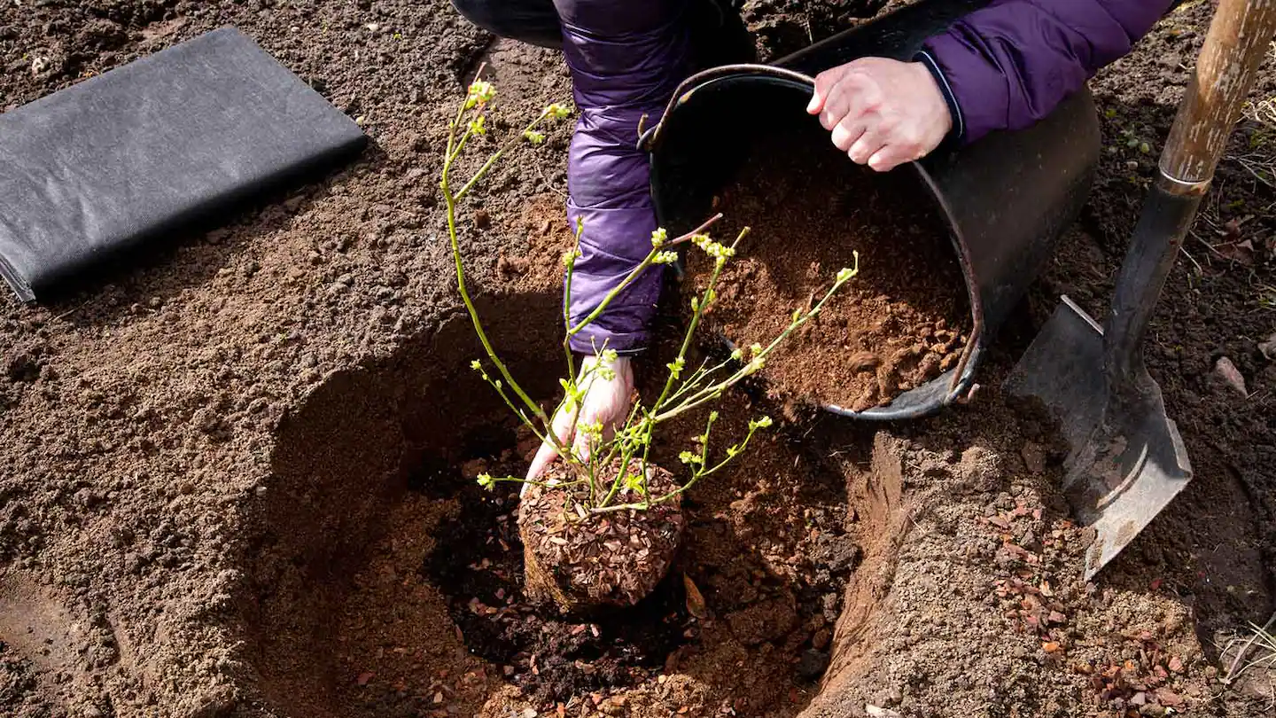 Soil pH for Blueberry