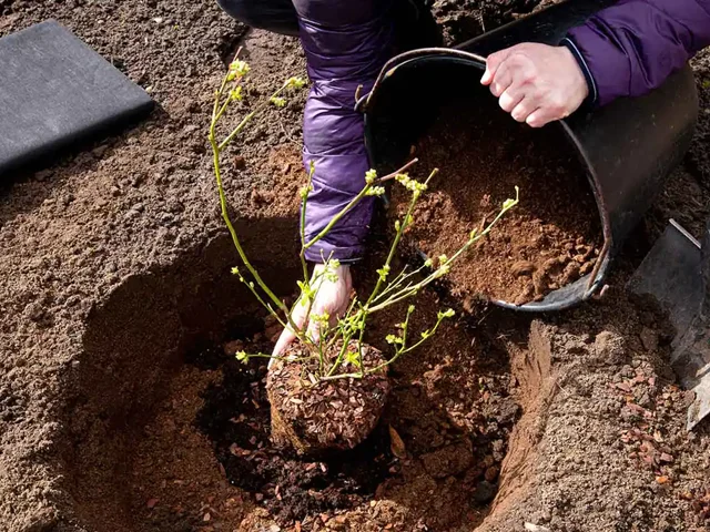 Soil pH for Blueberry