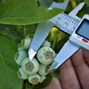 نکته طلایی در فروش میوه بلوبری
