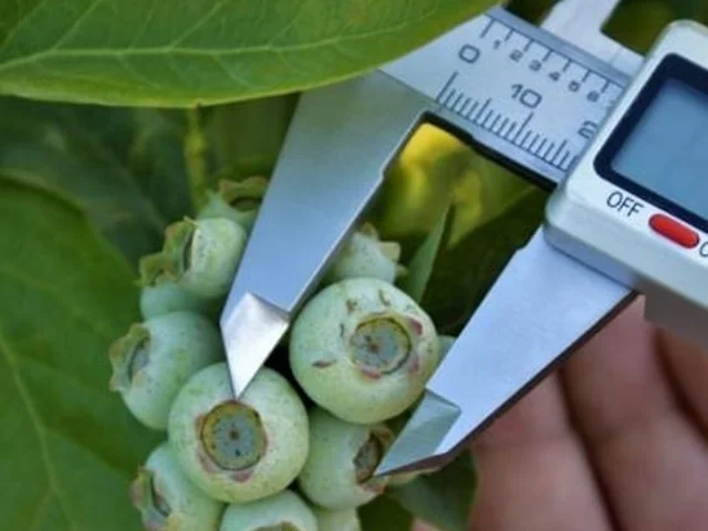 نکته طلایی در فروش میوه بلوبری